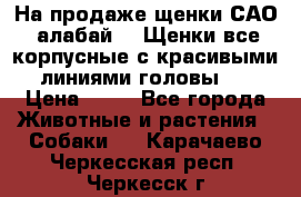 На продаже щенки САО (алабай ). Щенки все корпусные с красивыми линиями головы . › Цена ­ 30 - Все города Животные и растения » Собаки   . Карачаево-Черкесская респ.,Черкесск г.